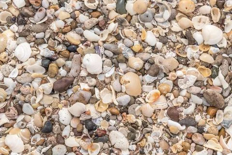 Many different seashells on the beach. Summer and natural background concept. Stock Photos