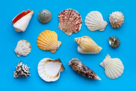 Many different seashells on blue background Stock Photos