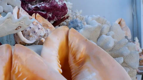 Many different seashells, corals and starfishes close up. Camera moving above Stock Footage 301760542