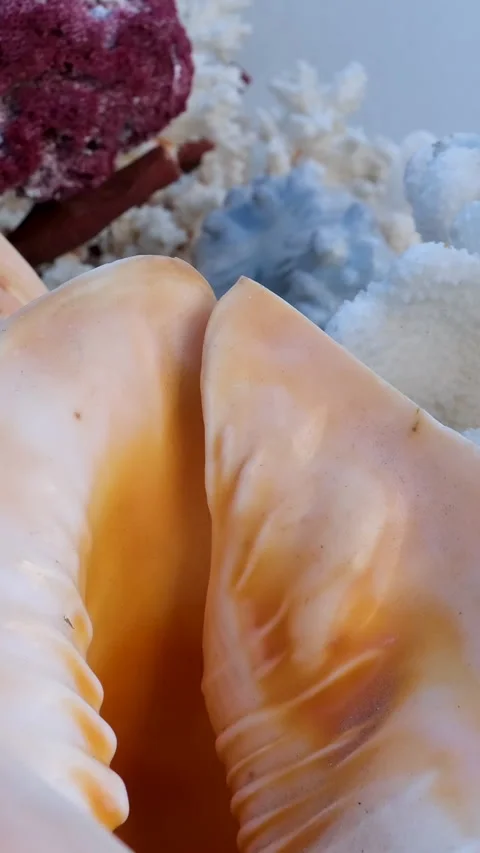 Many different seashells, corals and starfishes close up. Camera moving above Stock Footage 302006461
