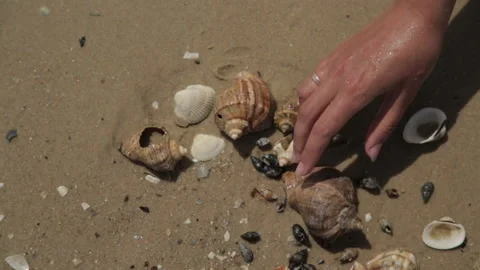 Many Different Seashells Lie on the Golden Sand of Sea Beach. Nature Decorations Stock Footage 166693120