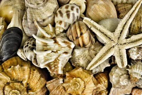 Many different seashells. monochrome background for design of aquarium Stock Photos