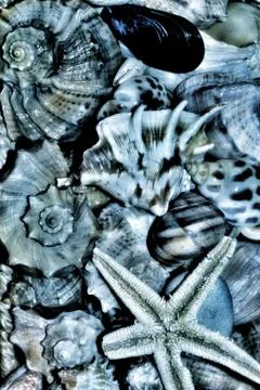 Many different seashells. monochrome background for design of aquarium Stock Photos