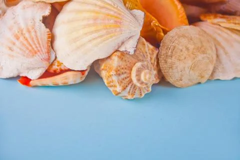 Many different seashells as texture and background for designers. Top View. C 库存照片
