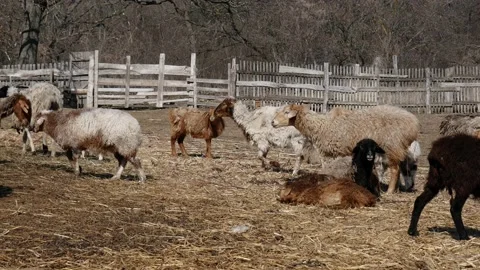 Many different sheep graze on the farm Stock Footage 149276140