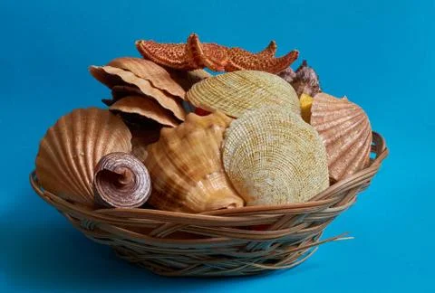 Many different shells in a basket on a blue background. Foto stock