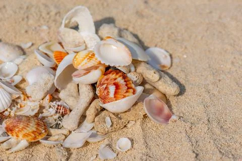 Many different shells lie on the sand Stock Photos