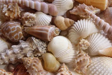 Many different shells Foto stock