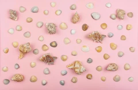 Many different shells Stock Photos