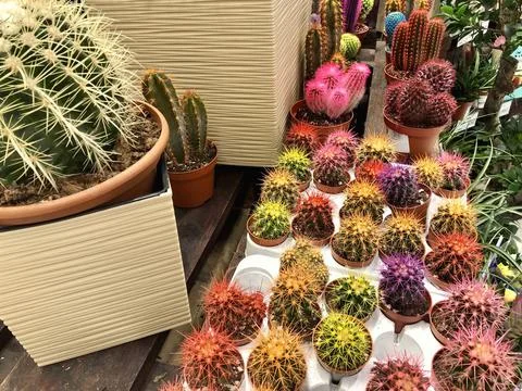 Many different small multicolored cacti in flower pots as indoor plants Stock Photos