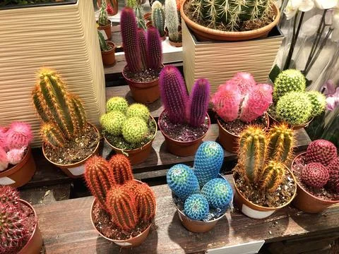 Many different small multicolored cacti in flower pots as indoor plants Stock Photos