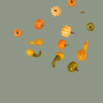 Many different small pumpkins from modern trending color background, art object Stock Photos