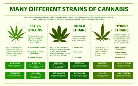 Many different strains of cannabis horizontal infographic Illustrazione stock