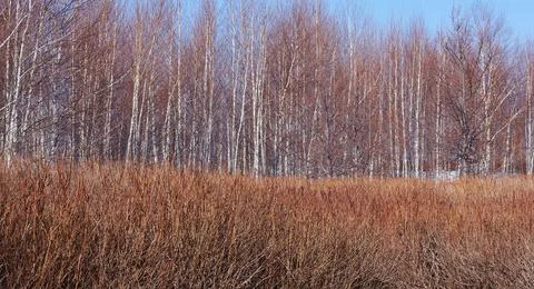 Many different trees without leaves and grass Stock Photos