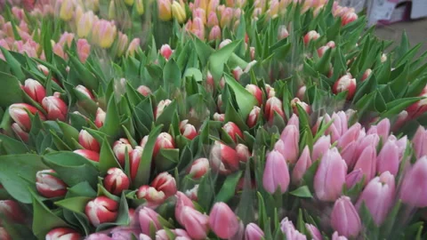 Many different tulips Stock-Footage 87327217