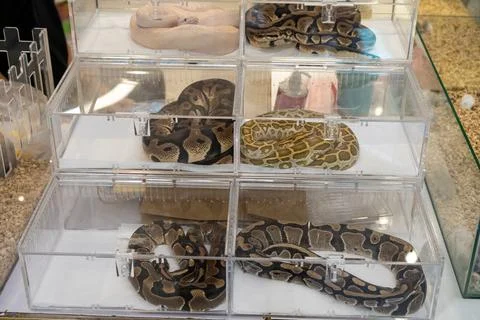 Many different types of snakes are sold in clear acrylic boxes. Stock Photos