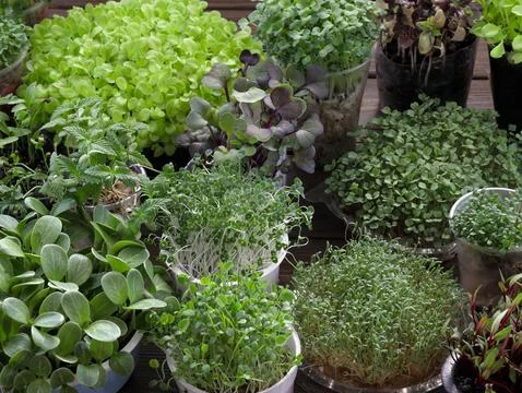 Many different types of sprouted plants for microgreens Stock Photos