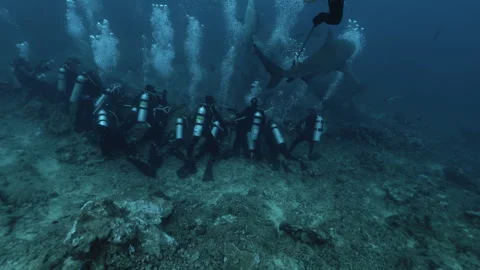 Many divers with expierenced instructor. Shark diving safari tourism. Close-up Stock Footage 289084874