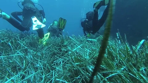 Many divers exploring the seaside. Stock-Footage 79399853
