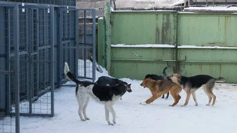 Many dogs aggressive Fighting attack Stock Footage 149197974