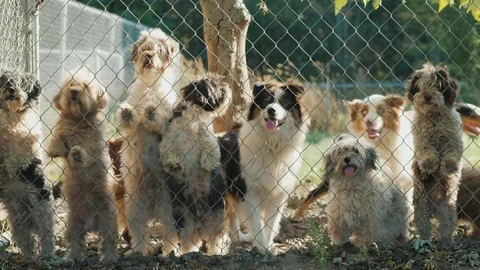 Many dogs of different breeds look through the net in a shelter or nursery Stock Footage 83303118