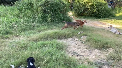 Many dogs run and playing with a electric wire in a meadow Vídeos de archivo 167516100
