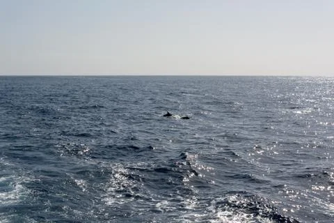 Many dolphins swimming in the distance behind a cruise ship. Stock Photos