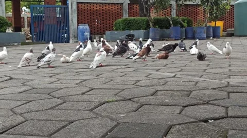 Many doves Video stock 265080312