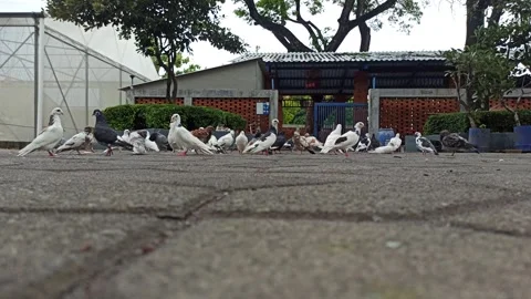 Many doves Video stock 265080390