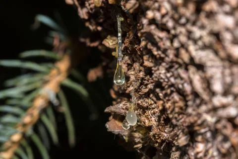 Many drops of resin on a tree trunk 写真素材