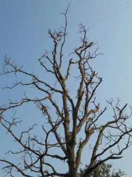 Many dry branches on the tree Stock Photos