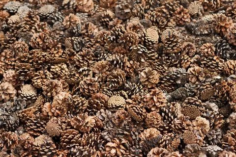 Many dry pine cones of different sizes cover the entire surface Stock Photos
