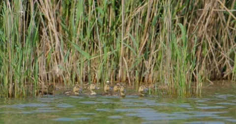 Many Ducklings of Common pochard Stock Footage 131244659