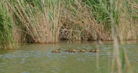 Many Ducklings of Common pochard Stock Footage 131244859
