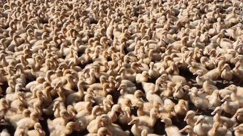 Many ducklings in field Stock Footage 134055777