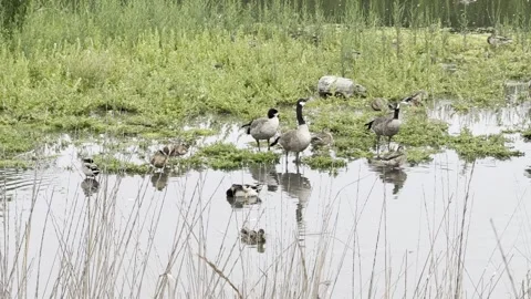 Many ducks and Canada geese relax at a pond Stock Footage 322552693