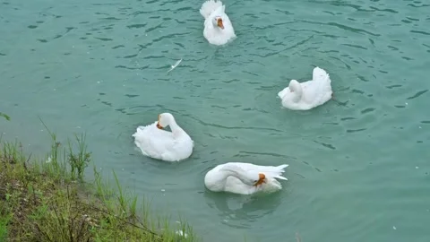Many ducks are cleaning themselves.Flock of white ducks. Stock Footage 286047461