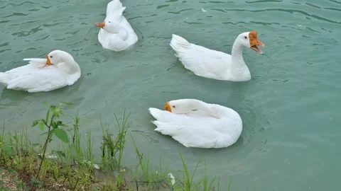 Many ducks are cleaning themselves.Flock of white ducks. Stock Footage 286047479