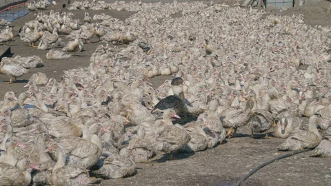 Many ducks in duck farm. Workers collect load ducks on a truck from a duck farm. Stock Footage 128210555