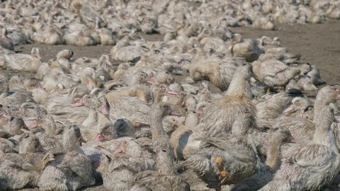 Many ducks in duck farm. Workers collect load ducks on a truck from a duck farm. Stock Footage 128210820
