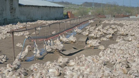 Many ducks in duck farm. Workers collect load ducks on a truck from a duck farm. Stock Footage 128211006