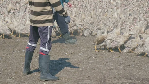 Many ducks in duck farm. Workers collect load ducks on a truck from a duck farm. Stock Footage 128211049