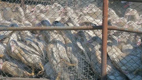 Many ducks in duck farm. Workers collect load ducks on a truck from a duck farm. Stock Footage 128211372