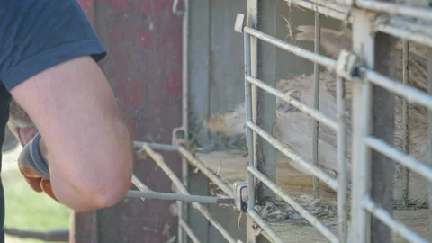 Many ducks in duck farm. Workers collect load ducks on a truck from a duck farm. Stock Footage 128211591