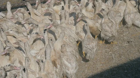 Many ducks in duck farm. Workers collect load ducks on a truck from a duck farm. Stock Footage 128211595