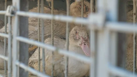 Many ducks in duck farm. Workers collect load ducks on a truck from a duck farm. Stock Footage 128211681