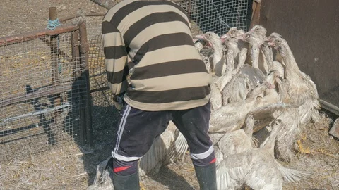 Many ducks in duck farm. Workers collect load ducks on a truck from a duck farm. Stock Footage 128211747