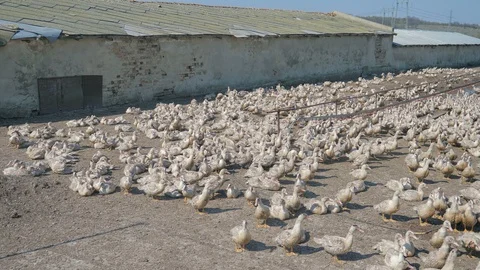 Many ducks in duck farm. Workers collect load ducks on a truck from a duck farm. Stock Footage 128212019