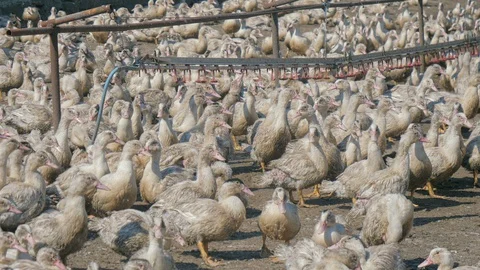 Many ducks in duck farm. Workers collect load ducks on a truck from a duck farm. Stock Footage 128212088