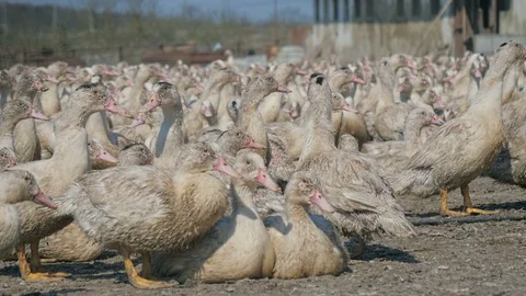 Many ducks in duck farm. Workers collect load ducks on a truck from a duck farm. Stock Footage 128212210